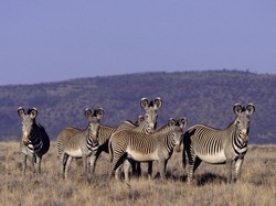 Kenya Dilanda Kekeringan Dahsyat Zebra Paling Langka di Dunia Makin Susut