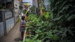 Aksi Warga Bandung Berkebun di Gang Sempit