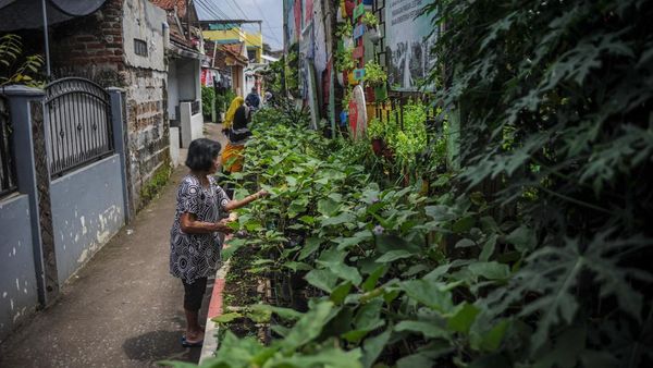 Aksi Warga Bandung Berkebun di Gang Sempit