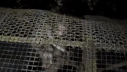 Jurit Malam: Suara Misterius di Tengah Sunyi Kebun Binatang Bandung