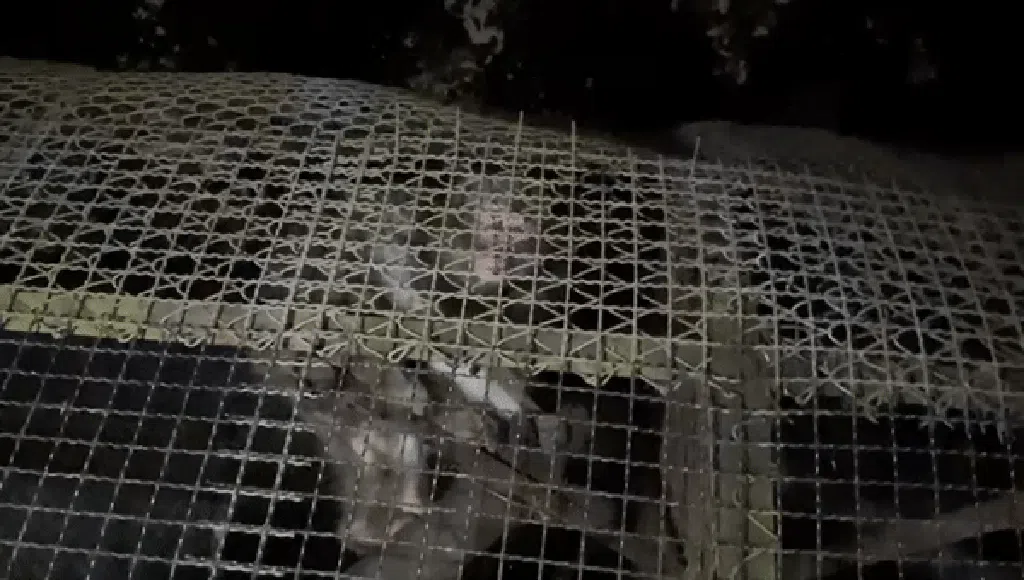 Jurit Malam: Suara Misterius di Tengah Sunyi Kebun Binatang Bandung Jurit Malam: Suara Misterius di Tengah Sunyi Kebun Binatang Bandung