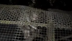 Jurit Malam: Suara Misterius di Tengah Sunyi Kebun Binatang Bandung Jurit Malam: Suara Misterius di Tengah Sunyi Kebun Binatang Bandung