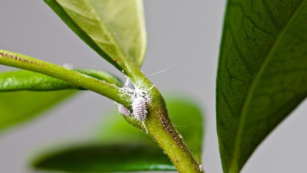 Group of Long-tailed mealybug or Pseudococcus longispinus  on green leaf tree plant