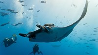 Klarifikasi TN Komodo: Diving Tak Dibatasi 20 Menit, Cuma Interval Antar Diver