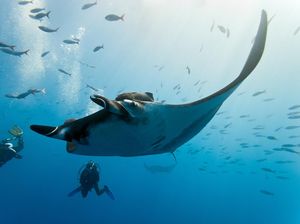 Klarifikasi TN Komodo: Diving Tak Dibatasi 20 Menit, Cuma Interval Antar Diver