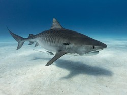 Ikan Sebenarnya Punya Lidah atau Nggak?