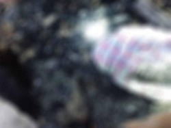 Kebakaran 3 Rumah di Bima, Ibu-Anak Tewas Terpanggang