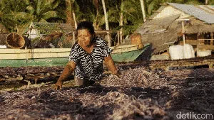 Mantap! Sekali Panen Bisa Cuan Rp 30 Juta dari Rumput Laut