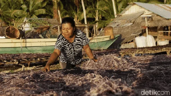 Mantap! Sekali Panen Bisa Cuan Rp 30 Juta dari Rumput Laut