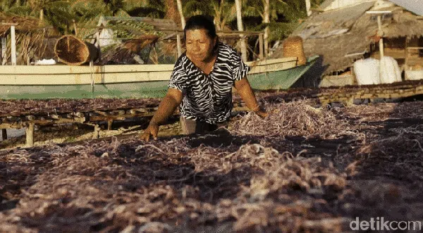 Mantap! Sekali Panen Bisa Cuan Rp 30 Juta dari Rumput Laut