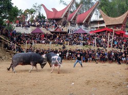 Terpopuler: Sanksi Adat yang Menanti Pandji Pragiwaksono