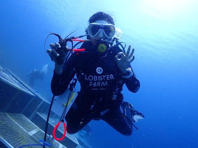 Keren! Ada Kampung Wisata dan Budidaya Lobster Aruna di Bali