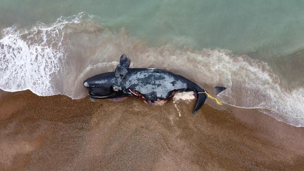 Potret Pilu Belasan Paus Mati Terdampar di Pantai Argentina