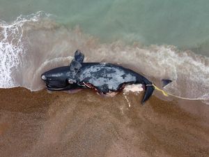 Potret Pilu Belasan Paus Mati Terdampar di Pantai Argentina