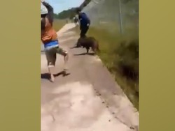 Heboh! Babi Hutan Terekam Masuk Landasan Pacu Bandara Toraja