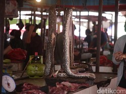 Ahli Gizi Ungkap Bahaya Konsumsi Daging Ular Jika Tak Bersih: Banyak Parasit
