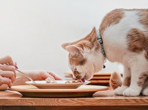 Mengapa Kucing Sangat Suka Ikan Tuna? Ternyata Ini Alasan Khususnya Mengapa Kucing Sangat Suka Ikan Tuna? Ternyata Ini Alasan Khususnya