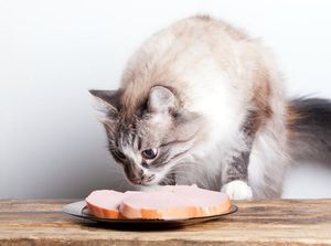 Benarkah Makanan Hewan Bisa Dikonsumsi oleh Manusia? Ini Faktanya