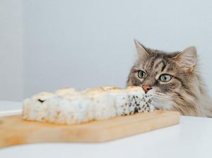 Apakah Halal Makan Makanan yang Sudah Diendus Kucing?