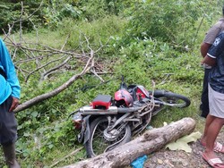 Pemotor Jadi Korban, Plt Bupati Bogor Minta Pohon Rawan Tumbang Ditebang