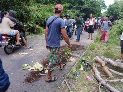 Pemotor Tewas Tertimpa Pohon di Ngaliyan Semarang