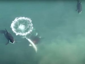 Gokil, Drone Rekam Paus Pembunuh Mangsa Hiu Putih Besar