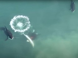 Gokil, Drone Rekam Paus Pembunuh Mangsa Hiu Putih Besar