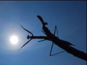 Praying mantis and the sun