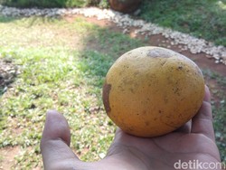 Mengenal Buah Maja Ikon Kabupaten Majalengka