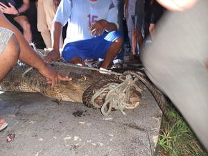 Warga Natuna Tangkap Buaya yang Sering Resahkan Masyarakat