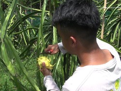 Manisnya Cuan Puluhan Juta Rupiah dari Buah Naga Kuning Subang