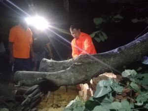 Pohon Tumbang Timpa Pemotor di Klaten