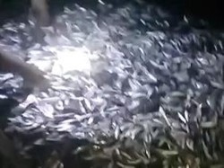 Heboh Jutaan Ikan Lompat ke Pinggir Pantai di Lampung