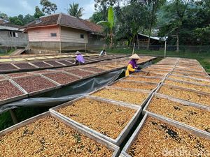 Perjalanan Sukses Kopi Wanoja, Tembus Mancanegara hingga Hijaukan Kamojang Perjalanan Sukses Kopi Wanoja, Tembus Mancanegara hingga Hijaukan Kamojang