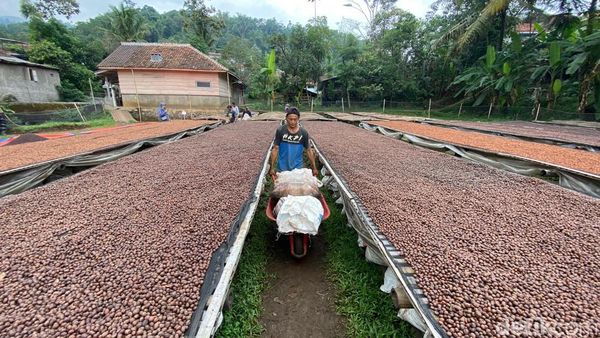 Aroma Kopi Ibun Sampai ke Negeri Sakura, 5 Ton Diekspor Tahun Ini!