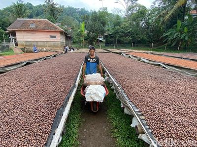 Aroma Kopi Ibun Sampai ke Negeri Sakura, 5 Ton Diekspor Tahun Ini!