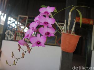 Mengenal Anggrek, Klasifikasi, dan Manfaatnya yang Harus Diketahui