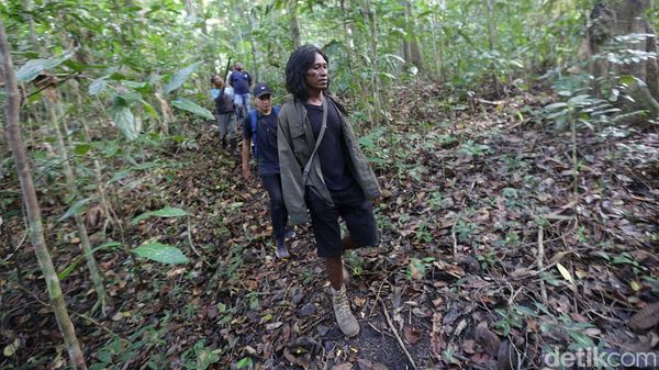 Menjelajah Hutan Tanimbar, Melihat Burung Endemik Kakatua Goffin