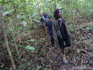 Menjelajah Hutan Tanimbar, Melihat Burung Endemik Kakatua Goffin Menjelajah Hutan Tanimbar, Melihat Burung Endemik Kakatua Goffin