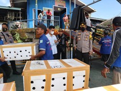 Polisi di Kaltara Gagalkan Penyelundupan 2 Ton Kepiting ke Luar Negeri