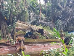 4 Titik Tanah Longsor-Pohon Tumbang Timpa Palinggih Pura di Badung