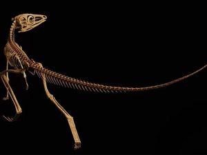 Misteri Fosil Nenek Moyang Pterosaurus 230 Juta Tahun Akhirnya Terungkap