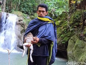 Kisah Warga Enrekang yang Punya Tradisi Berburu Katak Besar dan Memakannya Kisah Warga Enrekang yang Punya Tradisi Berburu Katak Besar dan Memakannya