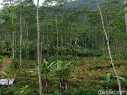 Kisah Dusun Jemblung Banjarnegara yang Nyaris Hilang Ditelan Longsor