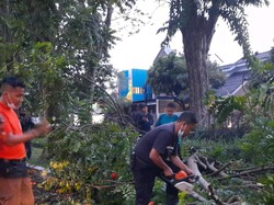 Hujan Disertai Angin Kencang Tumbangkan Pohon di Beberapa Kawasan Surabaya