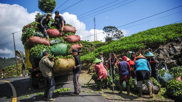 Petani memanen teh di perkebunan Rancabali, Ciwidey, Kabupaten Bandung.