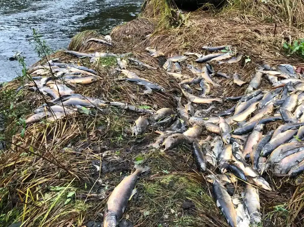 Kematian Massal Puluhan Ribu Ikan Salmon Gegerkan Kanada