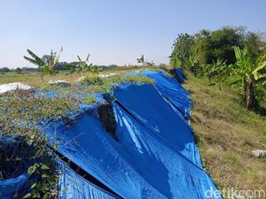 Banjir Ancam Sawah-Permukiman, Tanggul di Grobogan Ditutup Terpal Banjir Ancam Sawah-Permukiman, Tanggul di Grobogan Ditutup Terpal