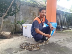 Cerita Anggota BPBD Denpasar Tangani Gangguan Ular-Reptil Liar