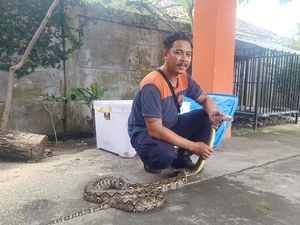 Kisah Petugas BPBD Denpasar Tangkap Biawak di Atas Plafon-Terjatuh Kisah Petugas BPBD Denpasar Tangkap Biawak di Atas Plafon-Terjatuh